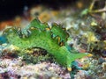 Nudibranch Royalty Free Stock Photo